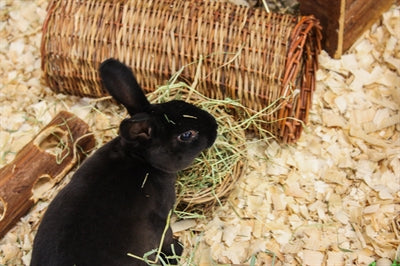 Nature First Happy Pet rastrelliera per fieno in salice
