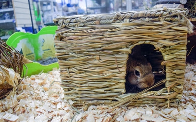 La natura è il primo nascondiglio erboso per animali domestici felici