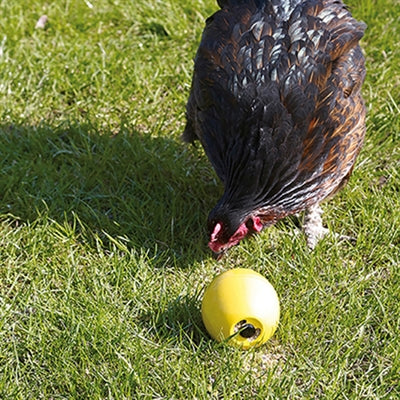 Divertimento con il pollo giocattolo Savic