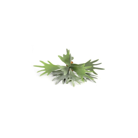 Pianta artificiale Countryfield platycerium verde 10xh63,5cm