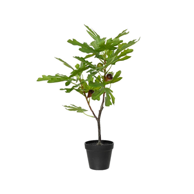 Fico Decoris in vaso 40cm x l.35cm x h.60cm