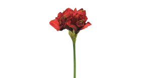 Hippeastrum aline red 63cm