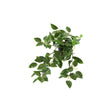 Spina per pianta artificiale Countryfield sospesa verde peperomia l50w30h23cm