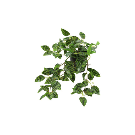 Spina per pianta artificiale Countryfield sospesa verde peperomia l50w30h23cm
