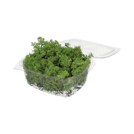 Hbx muschio di renna vivente naturale 50gr muschio di renna verde 50gr verde