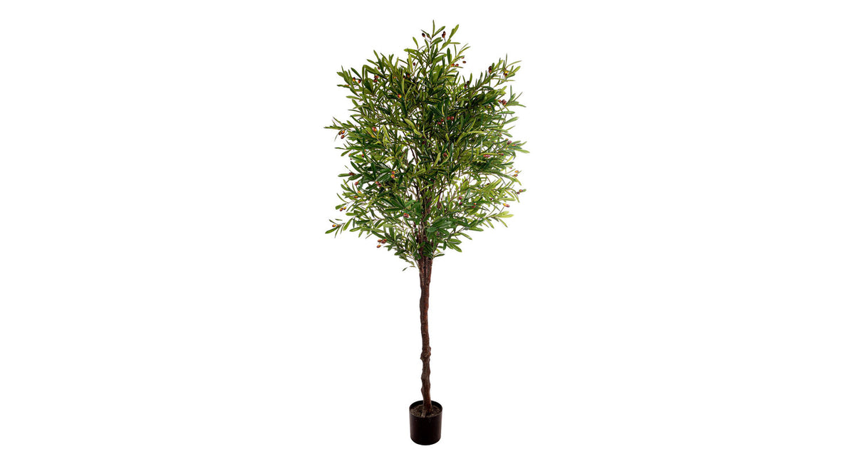 Olive tree h 230 cm