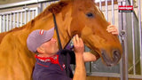 Prodotti Heiniger cesoia progress horse 23 31tds