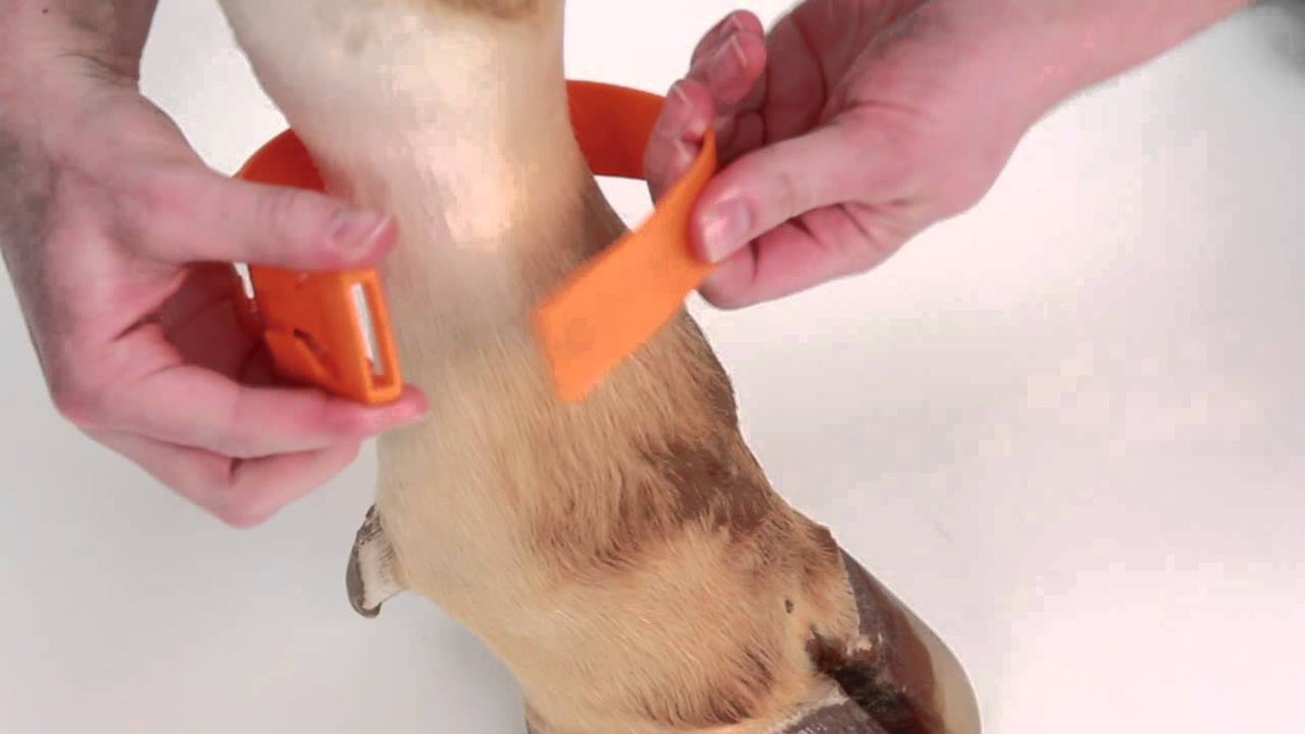 Prodotti cinturino alla caviglia in plastica 37 cm arancione