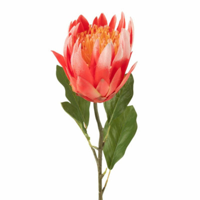 J-line fiore artificiale protea rosso 68 cm | 6 pezzi
